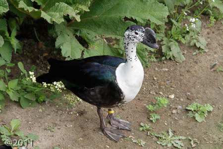 London Wetland Center