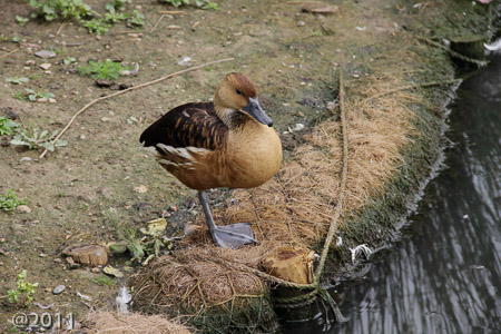 London Wetland Center