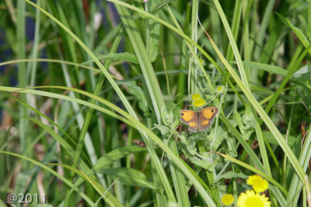 London Wetland Center