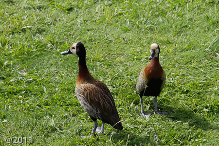 London Wetland Center