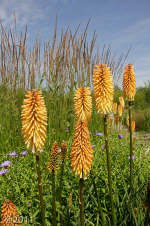 London Wetland Center