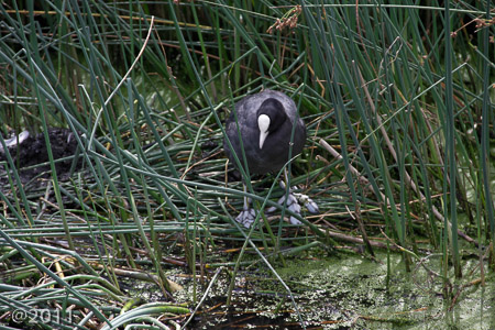 London Wetland Center