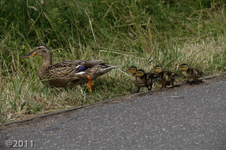 London Wetland Center