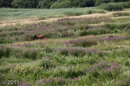 London Wetland Center