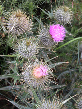 Arthur's Seat