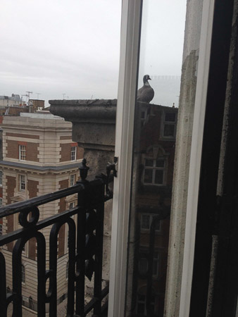 Dove outside the window