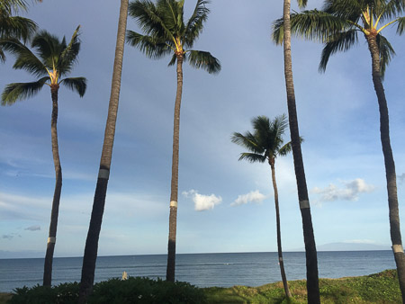 palm trees