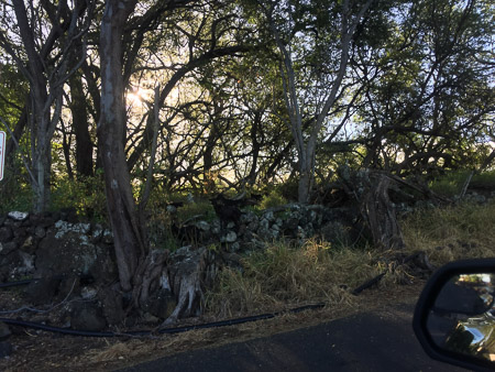 wild goats
