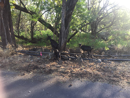 wild goats