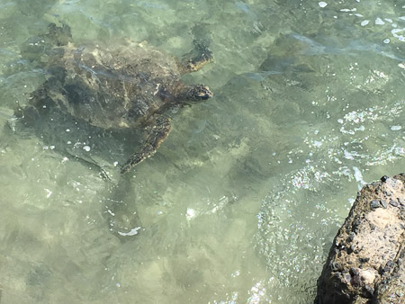 Lunchtime friend at Koa's