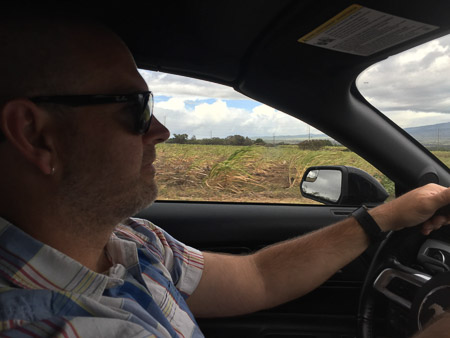 sugarcane fields