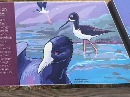 birding