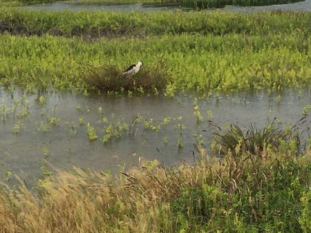 birding