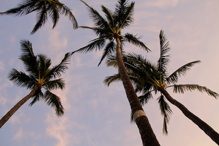 morning palms