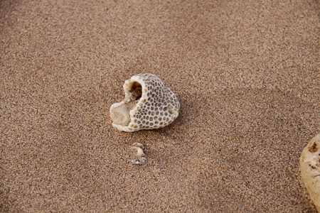 bounty from the sea