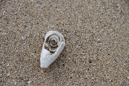 bounty from the sea