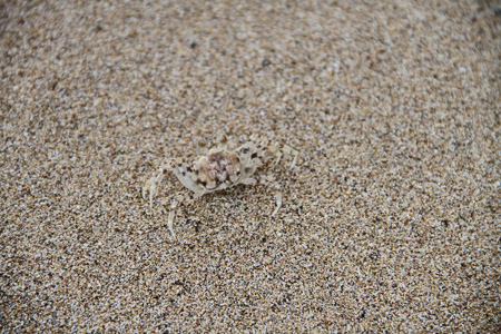 can you see the crab?