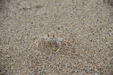 camo crab
