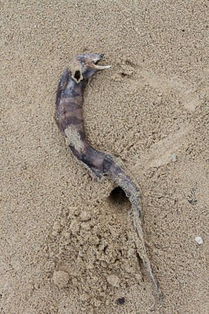 washed up on the beach