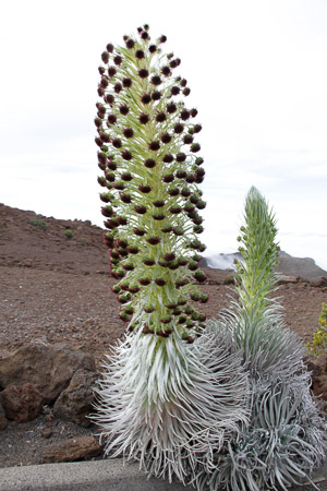 Silver Sword plant