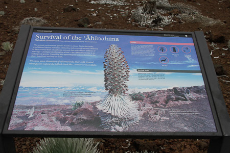 silver Sword plant