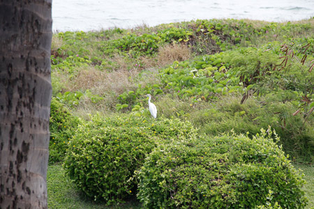 cattle egret in the yard