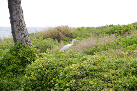 birding
