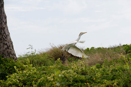 birding
