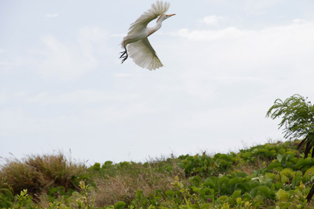 birding