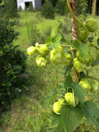 Hops at Broken Plow Farm