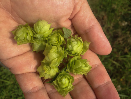 Hops at Broken Plow Farm