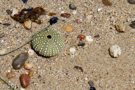 Tidal pools at Corona Del Mar