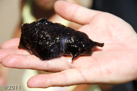 sea slug!