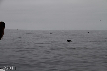 Captain Dave's Dolphin and Whale Cruise