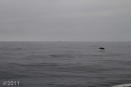 Captain Dave's Dolphin and Whale Cruise