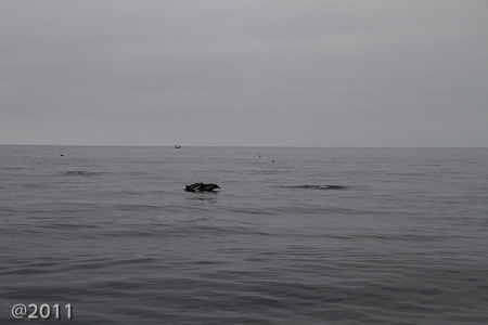 Captain Dave's Dolphin and Whale Safari