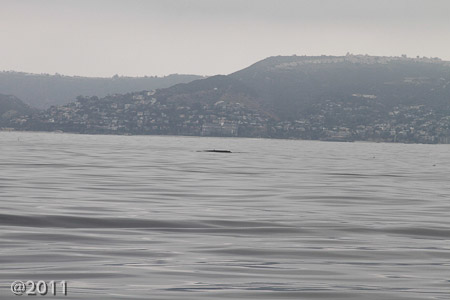 Captain Dave's Dolphin and Whale Safari