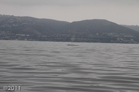 Captain Dave's Dolphin and Whale Safari