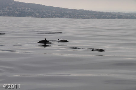 dolphins