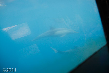 dolphins