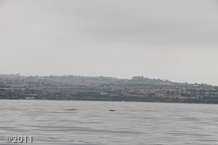 Blue whale