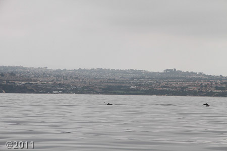 Blue whale