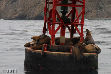 California sea lions