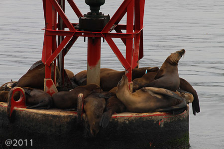 California sea lions