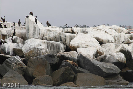 sea lions, cormorants, sea birds and SMELLY