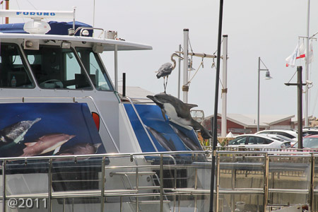 heron at the docks