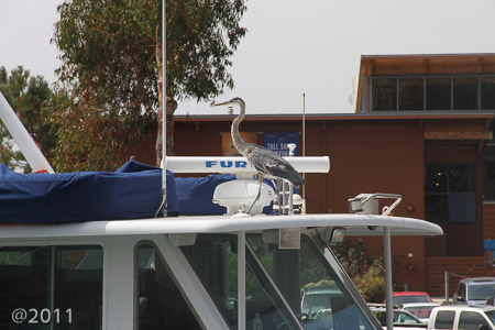 heron at the docks