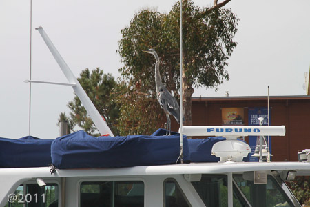 heron at the docks