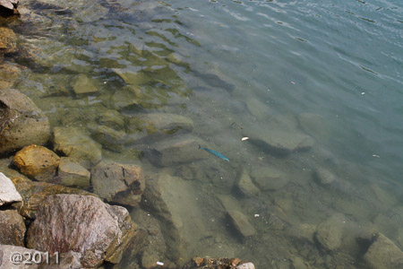 BLUE fish