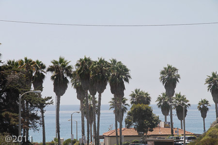 Palm trees